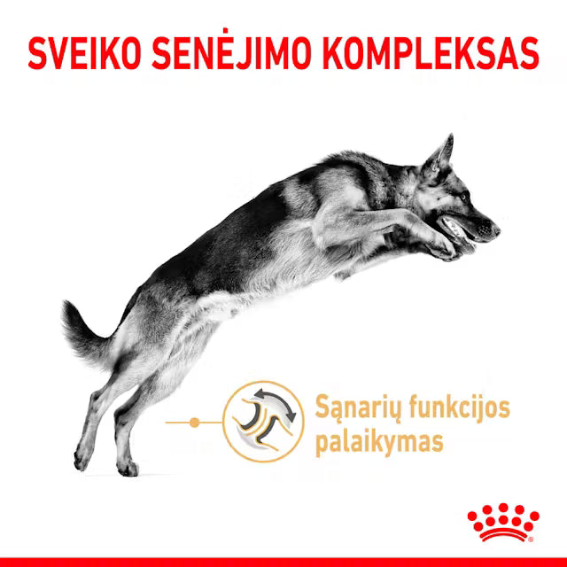 German Shepherd 5+ dry dog ​​food
