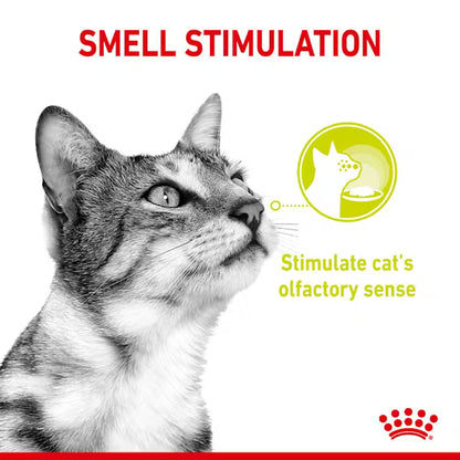 ROYAL CANIN Sensory Smell Kawałki w Galarecie - Karma Mokra dla Dorosłych Kotów 12x85g