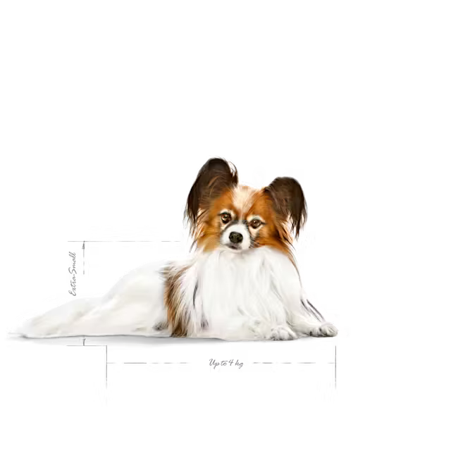 ROYAL CANIN X-Small Adult 12+ - Sausas Pašaras Labai Mažų Veislių Vyresnio Amžiaus Šunims 1,5kg